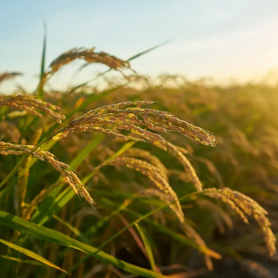 05.10.2022-fermery-zakhidnykh-oblastej-ukrainy-br-otrymaly-finansovu-pidtrymku