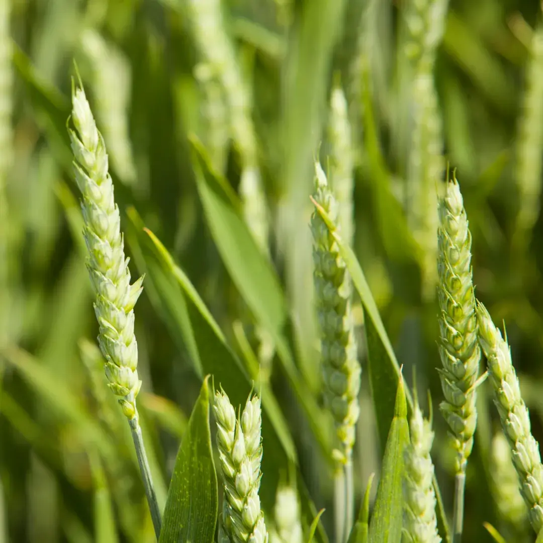 Vitagro3